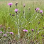 A summer wildflower with dark secrets, a Grand Valley researcher working to unlock them